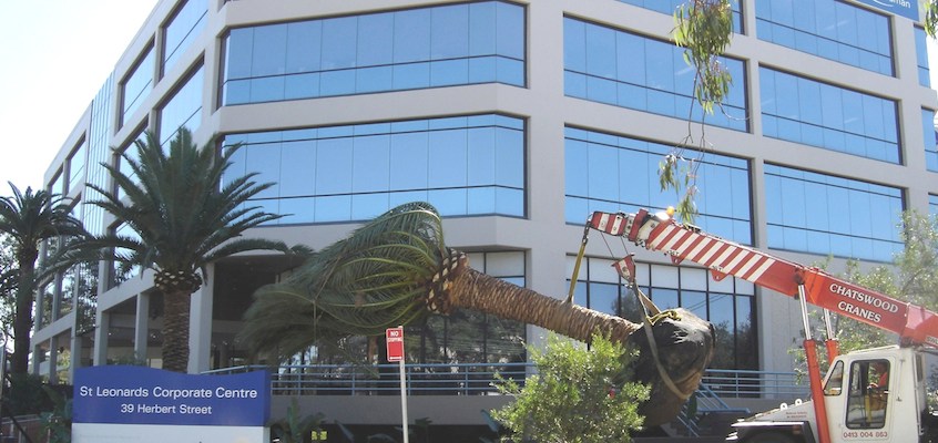 Palm Tree Installation and Removal